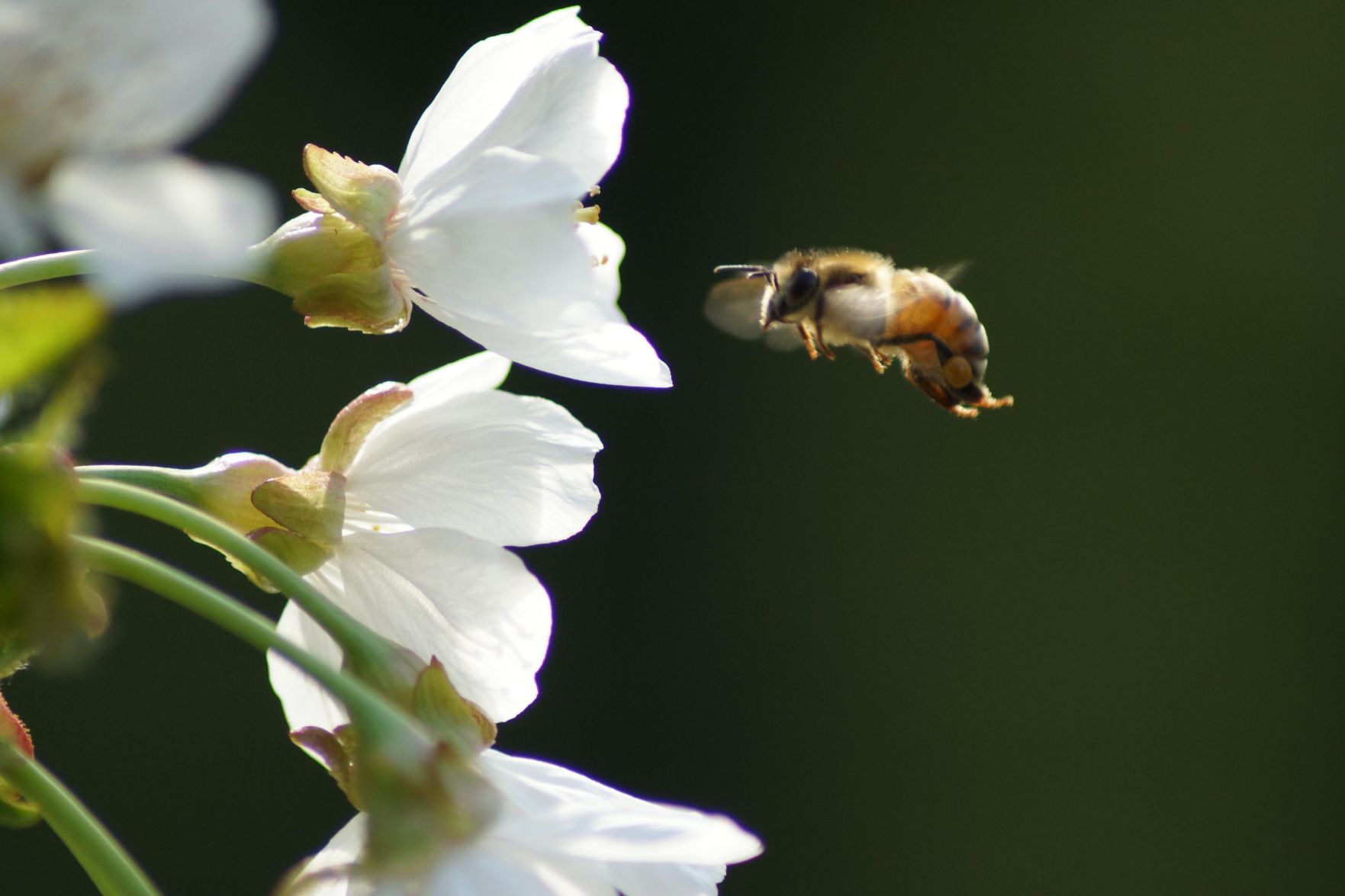 Bees